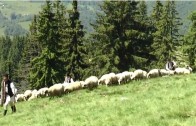 Măsuratul oilor la stâna din Parâng